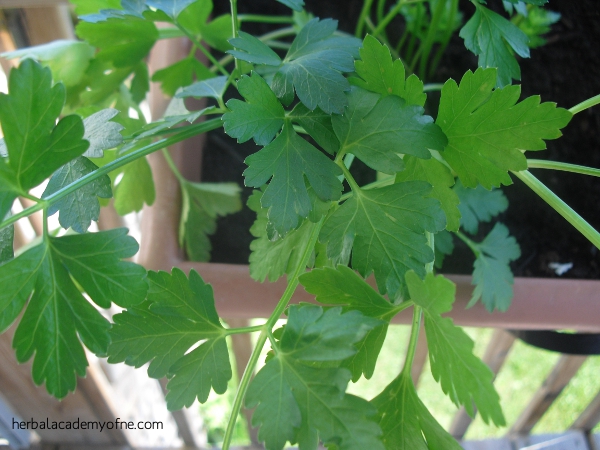 5 Herbs that grow in shade - Herbal Academy of New England