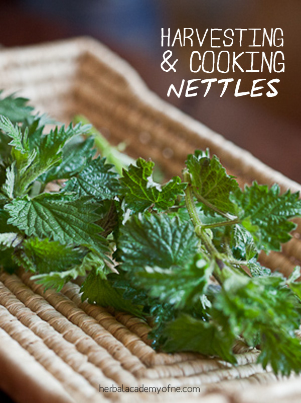 Harvesting and cooking nettles