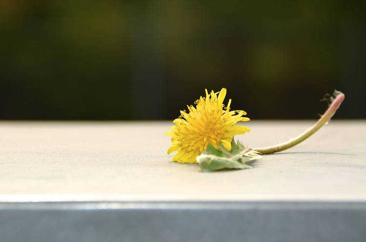 Sweeten Your Breakfast With Dandelion Flower Syrup | Herbal Academy | This spring I vowed I was going to make use of the happy little flower that I grew up thinking was the enemy. I use this dandelion flower syrup on waffles!