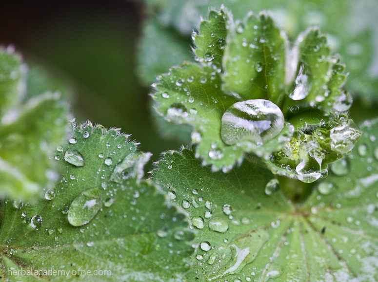 Lady's Mantle - Herbal Academy of New England