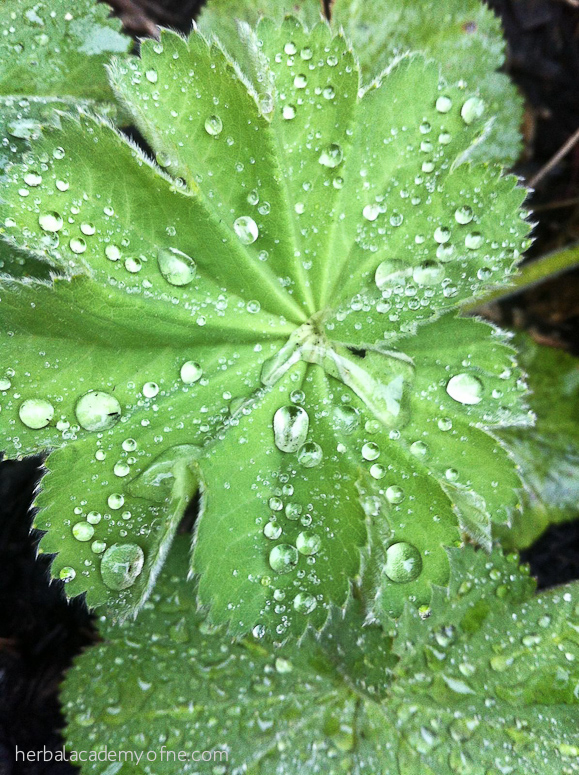 Lady's Mantle 2 - Herbal Academy of New England