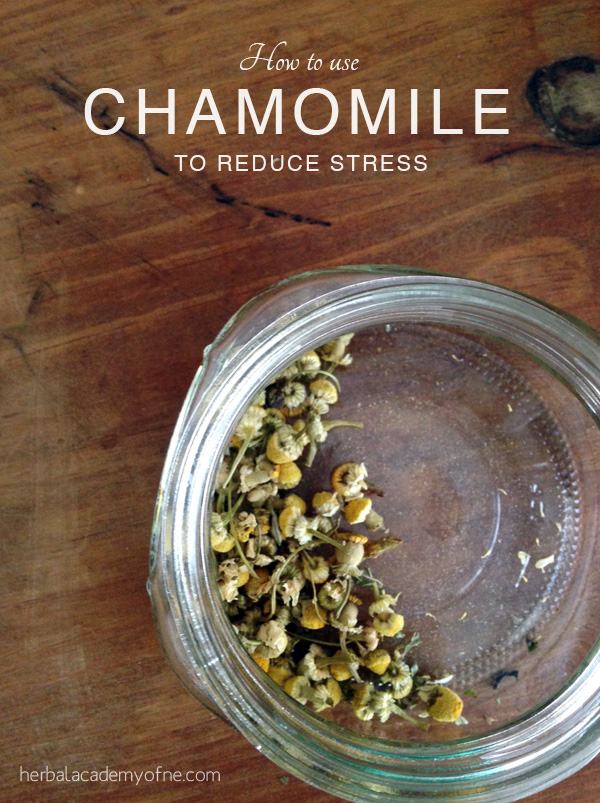 How To Use Chamomile To Reduce Stress - Herbal Academy