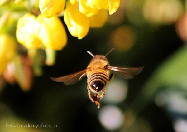 The Bee Population Decline and What To Do About It