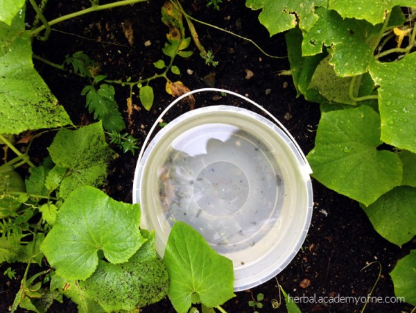 5 Simple Ways to Conserve Water for Your Garden - Herbal Academy of New England