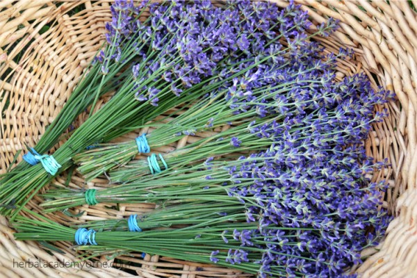 Lavender Honey Recipe - Remedies from the Medicinal Mint Family