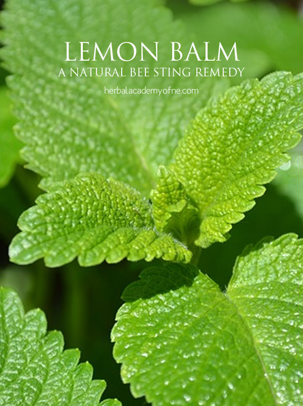 Lemon Balm as a natural bee sting remedy - Herbal Academy