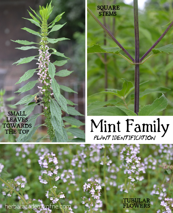 Medicinal Mint Family- Identifying Mint