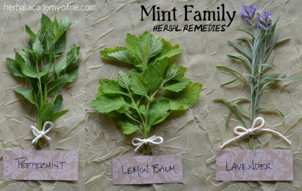 Mint Family Herbal Remedies - Herbal Academy
