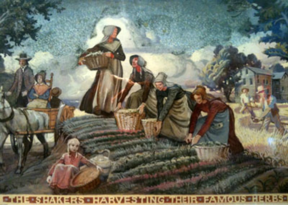 The Life of the Shakers: Shakers harvesting their famous herbs