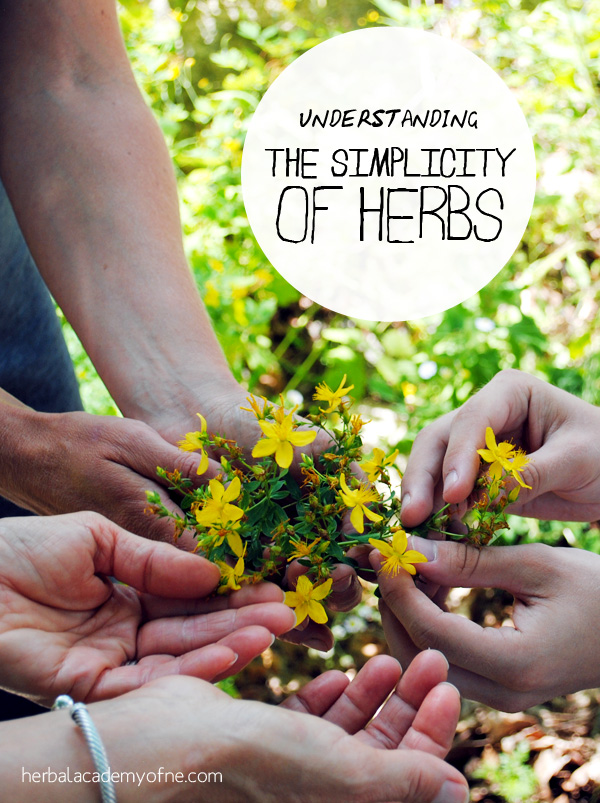 Understanding the Simplicity of Herbs - Herbal Academy of New England
