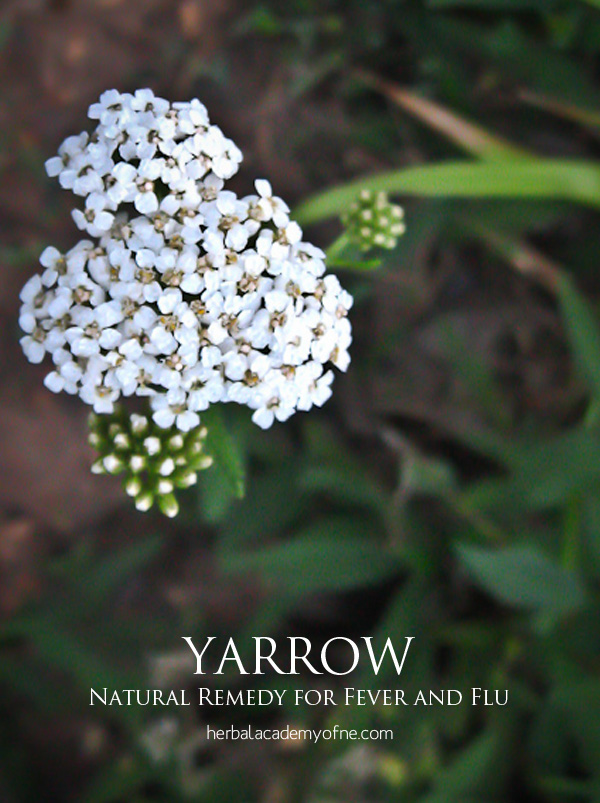 Yarrow - Natural Remedy for Fever and Flu