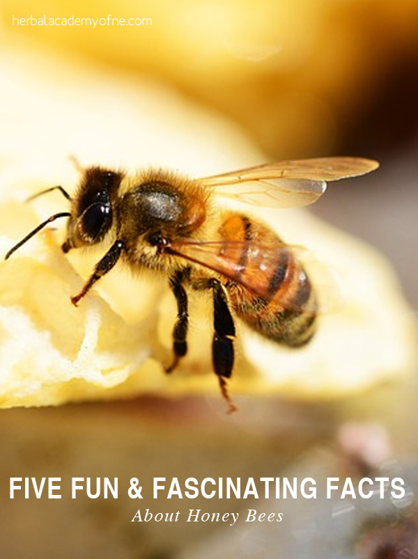 5 Fun and Fascinating Facts about honey bees