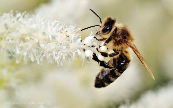Five Fun and Fascinating Facts about Honey Bees, Herbal Academy of New England