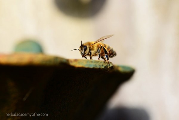 Five Fun and Fascinating Facts about Honey Bees - Herbal Academy