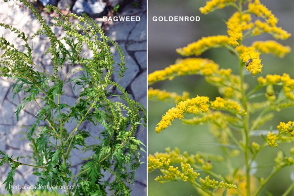 Goldenrod vs. Ragweed They re NOT the Same Plant Herbal Academy