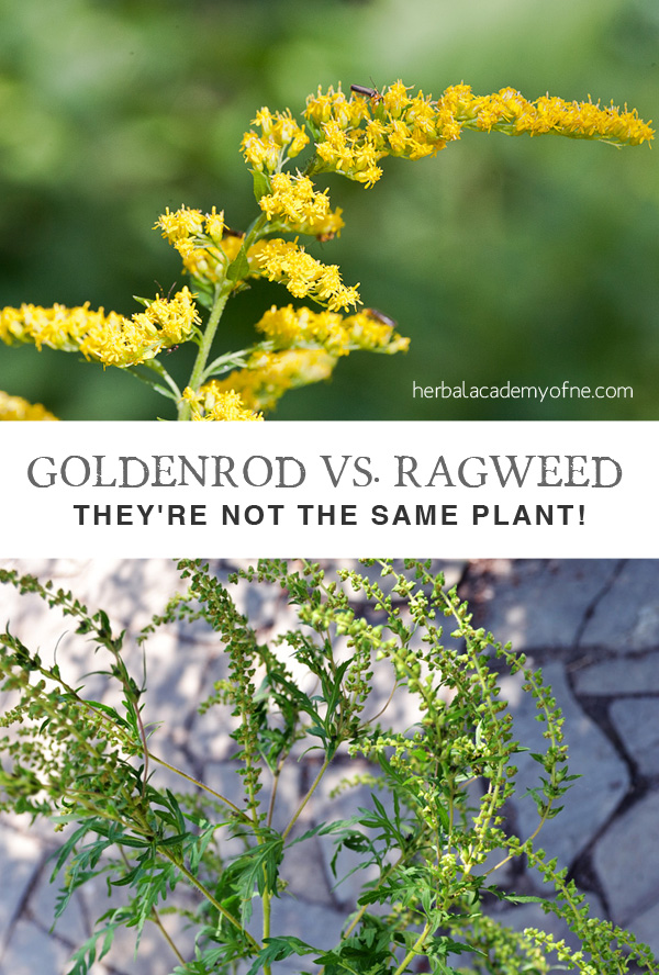 Goldenrod vs. Ragweed Identification - They're Not the Same Plant