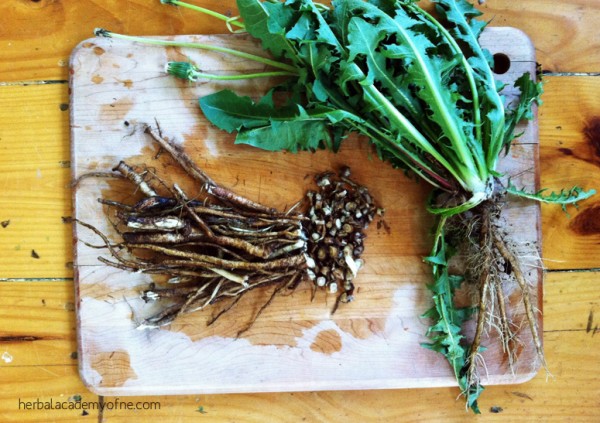 How to Harvest Dandelion Root