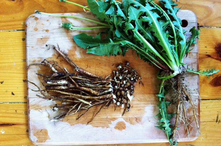 How to Harvest Dandelion Root