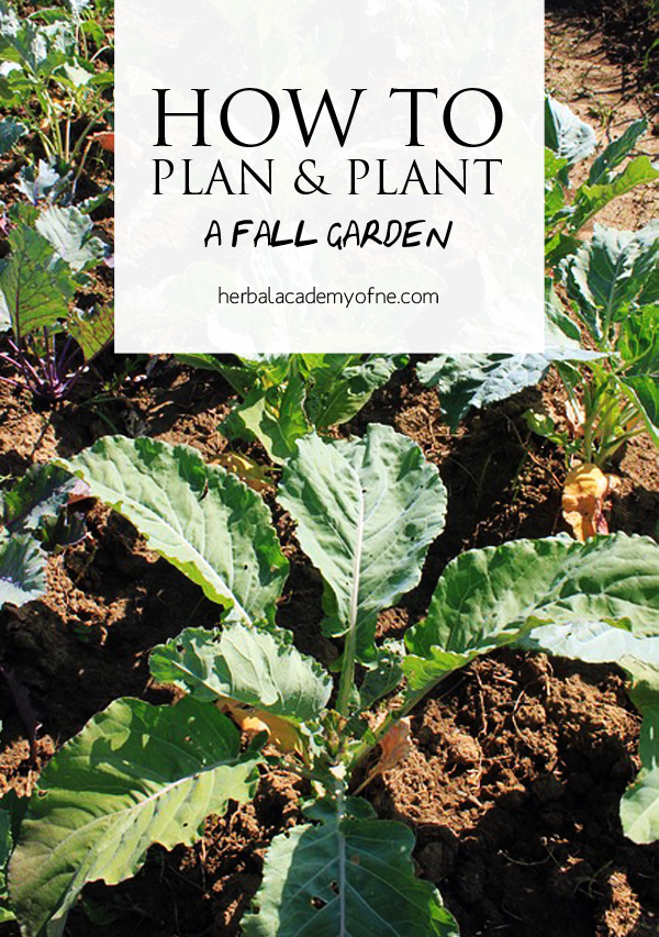 How to Plan and Plant a Fall Garden - Herbal Academy