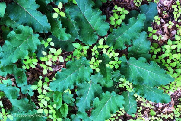 Three Medicinal Roots to Harvest in the Fall - Dandelion Root