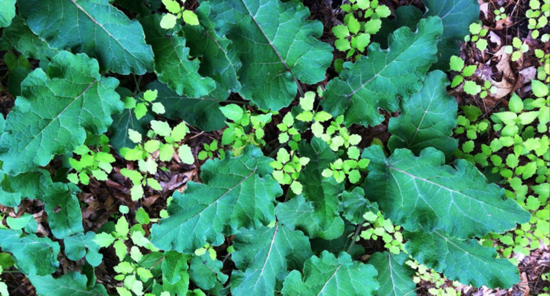 Three Medicinal Roots to Harvest in the Fall - Dandelion Root