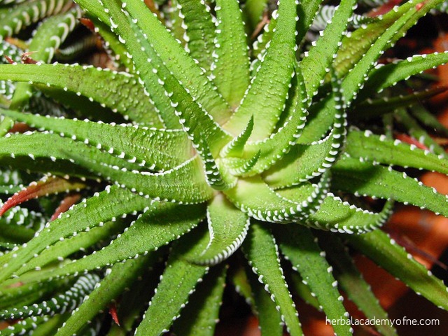 Uses for Aloe Vera - Herbal Academy of New England