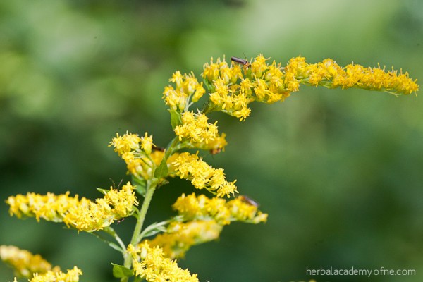 Health Benefits of Goldenrod by the Herbal Academy of New England