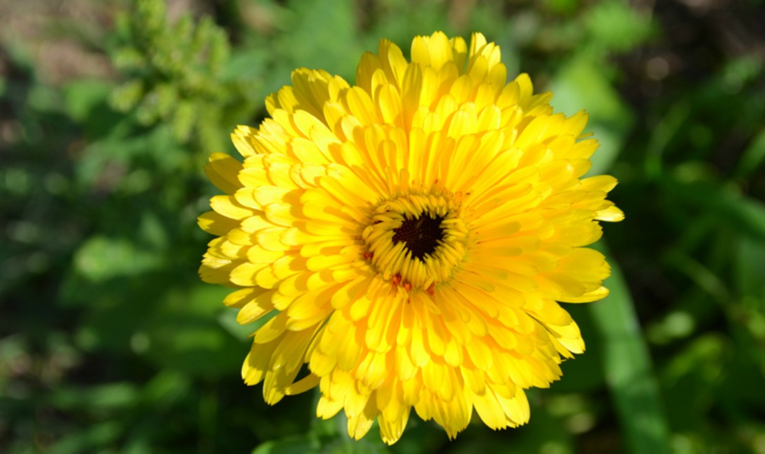 Elderberry Calendula Cold and Flu Elixir | Herbal Academy | Elderberry is in many of our apothecaries as the go-to herb at the initial signs of the flu. Our Cold and Flu Elixir includes both elderflower and ginger.