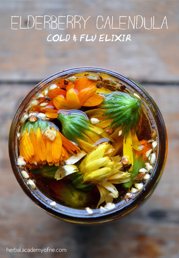 Elderberry Calendula Cold and Flu Elixir | Herbal Academy | Elderberry is in many of our apothecaries as the go-to herb at the initial signs of the flu. Our Cold and Flu Elixir includes both elderflower and ginger.