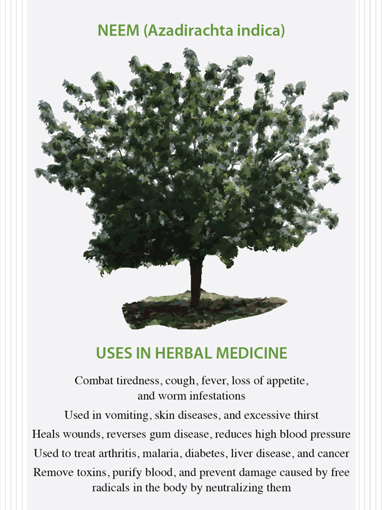 The Health Benefits of Neem - article by the Herbal Academy of New England