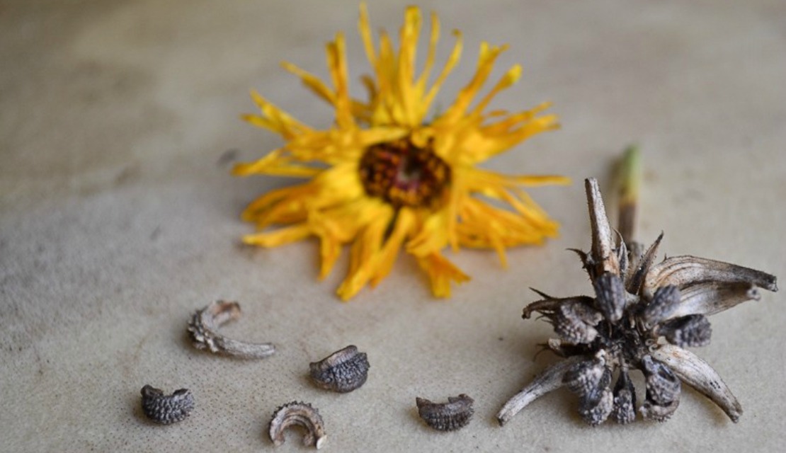 How to start a garden from seeds - Herbs for Kids series!