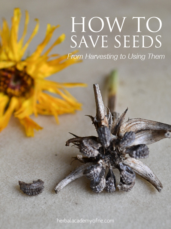How to Save Seeds- Learn how to harvest seeds and how to use them- Herbal Academy of New England