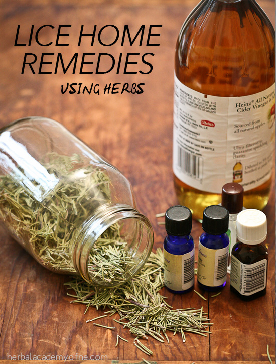 Lice Home Remedies Using Herbs by the Herbal Academy of New England