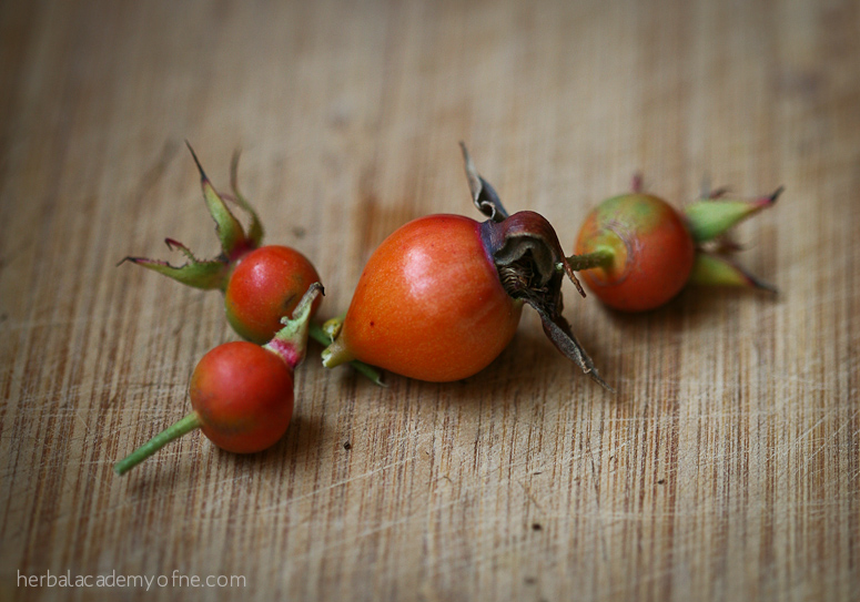 Rose Hips: The Floral Superfood! | Herbal Academy | Autumn is an ideal time of year to harvest rose hips, as the emergence of the plants’ fruit follows the natural bloom of their flowers earlier in the year.