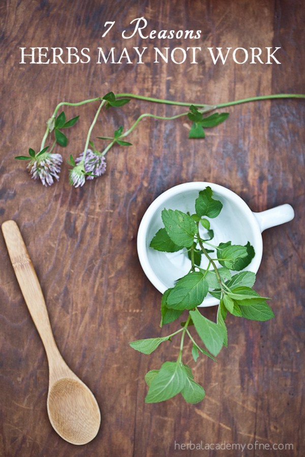 Seven Reasons Herbs May Not Work And Why - Herbal Academy of New England