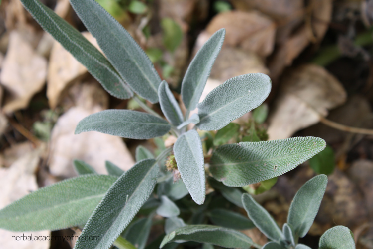 Sage. One of my favorite culinary herbs and one of the herbs people have easy access to no matter where they are. Salvia officinalis – even the Latin name gives us an idea of the respect this Mediterranean beauty has earned. Salvia in Latin derives from the word salvere which means, “to save.” Historically, it has been used in many ways from a facial toner to a plague remedy, as well as drying up breast milk and easing a cough. Sage is a well-loved and well-used herb throughout the ages.