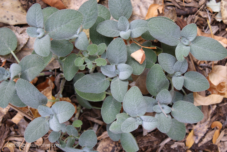 Sage is an interesting plant that affects people differently. It can be warming or cooling, depending on the person. See if you can find fresh sage leaves and pop one in your mouth, chew and see if it is warming or cooling in your mouth. I find, if I prepare sage in a warm tea or warm up the tincture it is more warming and if I take it in a cool tea or tincture it is more cooling. 
