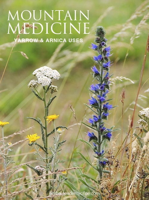 Mountain Medicine: Yarrow and Arnica Uses | Herbal Academy | Yarrow and arnica tinctures and oils are great mountain medicine remedies to add to your first aid kit. Knowing how to use them is incredibly empowering!