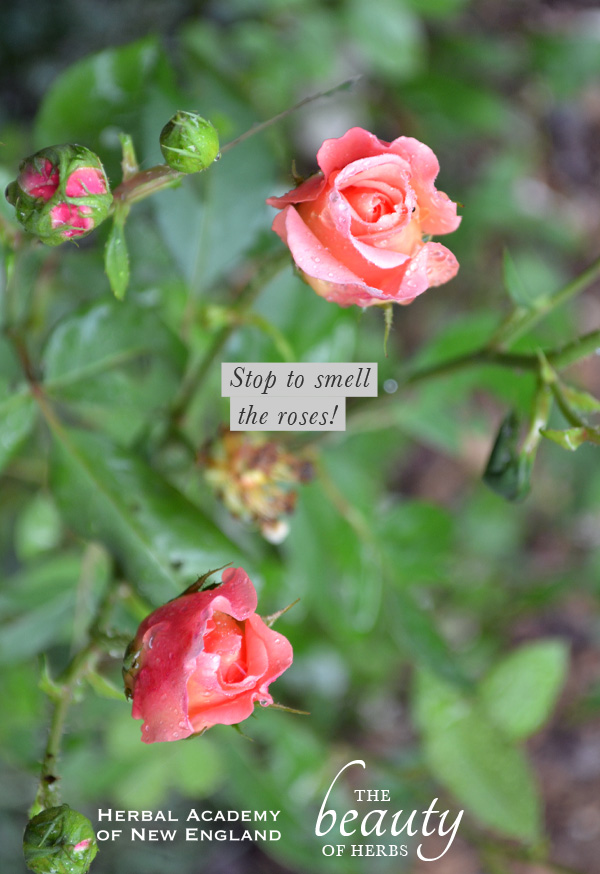 The beauty of herbs - Stop to smell the roses