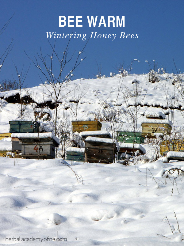 Bee Warm - Wintering Honey Bees