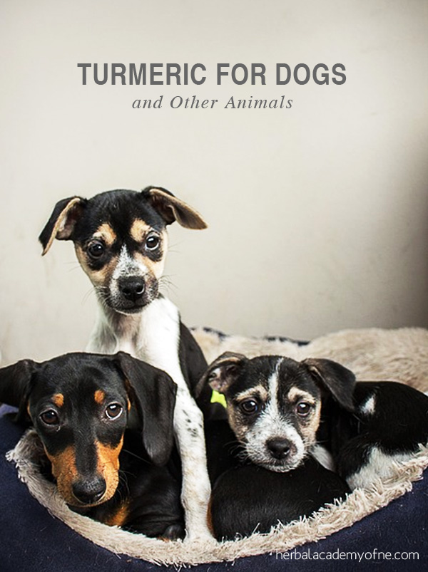 Turmeric for Dogs and Other Animals