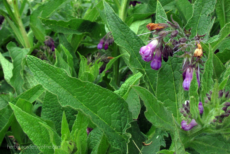 5 Herbs that Attract Beneficial Insects to the Garden