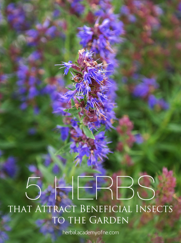 5 Herbs that Attract Beneficial Insects to the Garden - Herbal Academy