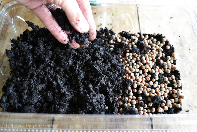 How to Grow Pea Shoots Indoors - Herbal Academy blog
