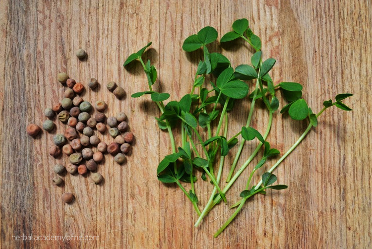 How to Grow Pea Shoots Indoors - Herbal Academy