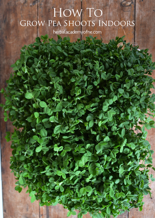 How to Grow Pea Shoots Indoors - by the Herbal Academy of New England
