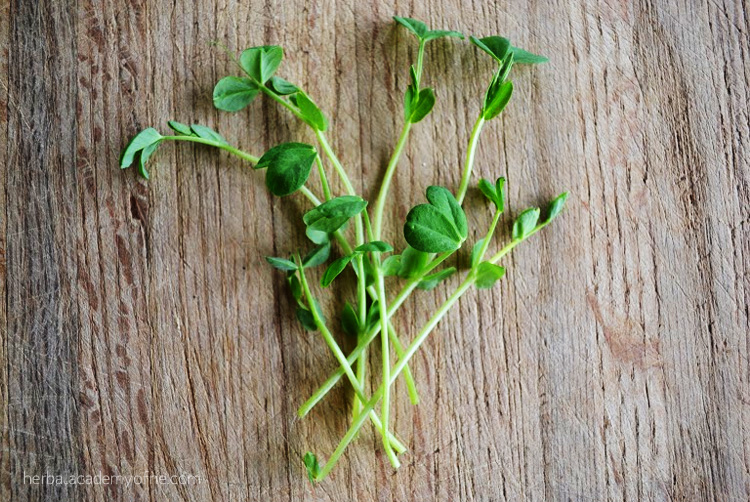 How to Grow Pea Shoots - on the Herbal Academy