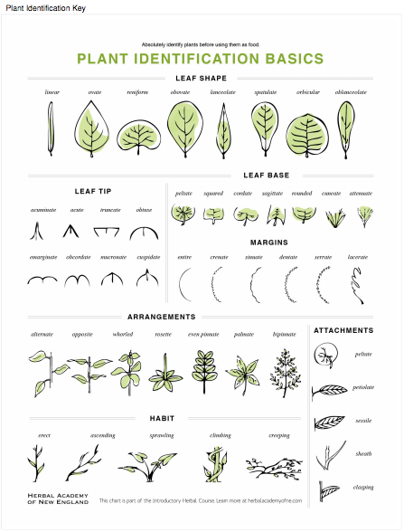 Plant Identification Key available for download in the Introductory Herbal Course
