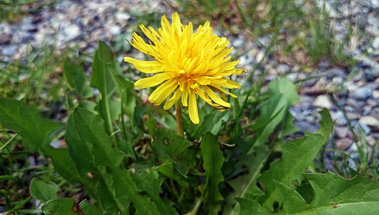 Introduction to Herbs for Kids - Get to know Herbs