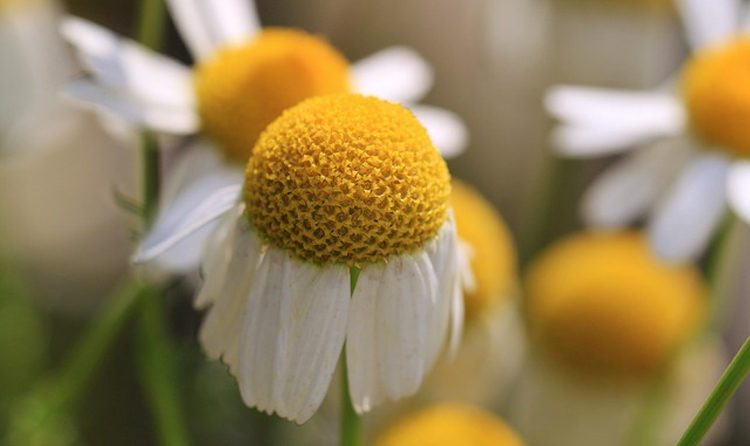 Introduction to Herbs for Kids - Mini Herbs Course